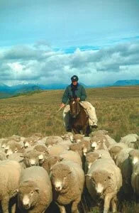 Ovejas rumbo a la Patagonia