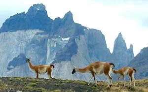 Patagonia